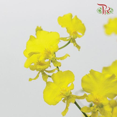 Orchid Oncidium Yellow - (5 Stems)-Yellow-Vietnam-prflorist.com.my