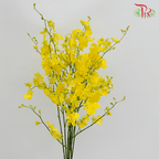 Orchid Oncidium Yellow Lips (M) - 10 Stems-Yellow-Malaysia-prflorist.com.my