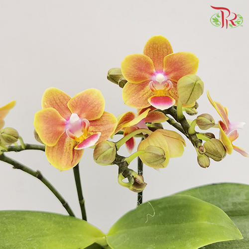 Orchid Phalaenopsis Mini Double- Orange *With No Vase-Pudu Ria Florist-prflorist.com.my