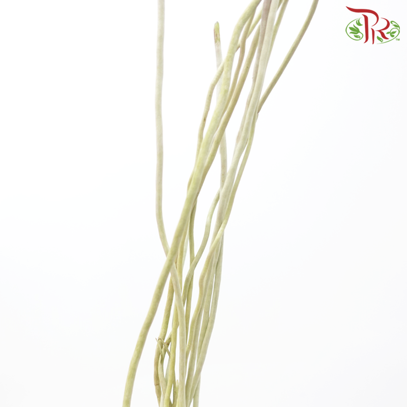 Orchid Root-Malaysia-prflorist.com.my