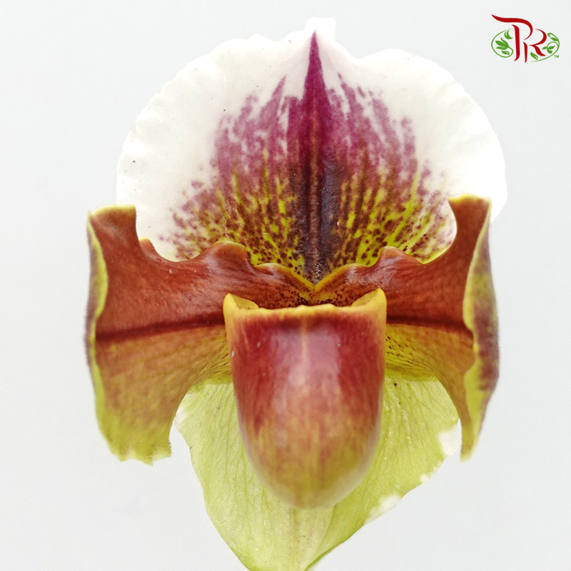 Orchid Slipper - (Per Stem)-Yellow-Malaysia-prflorist.com.my