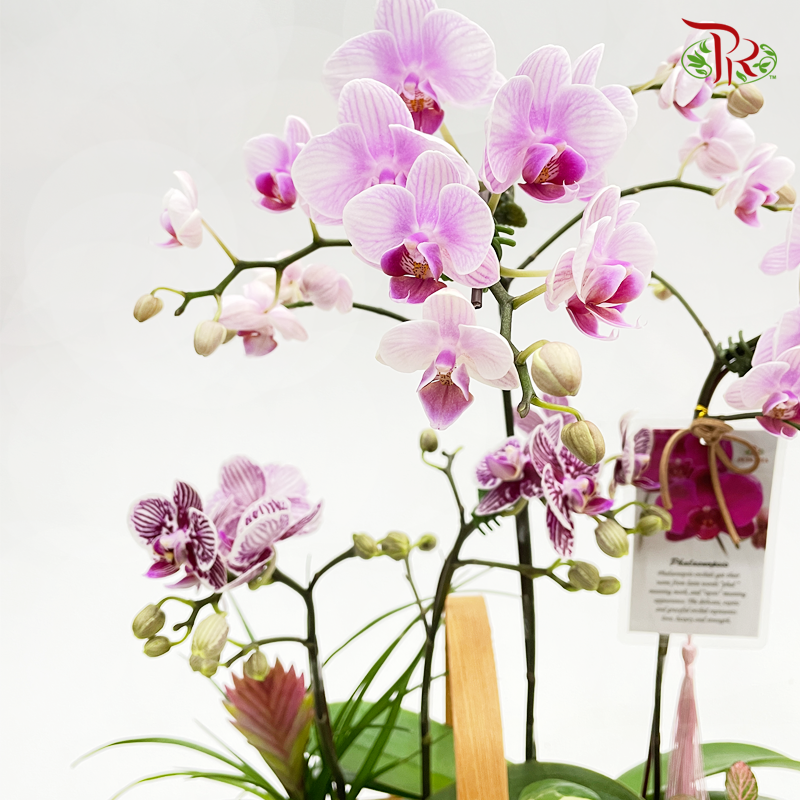 Basket Arrangement- Double Mini Phalaenopsis Orchid (Random Choose Colour) - Pudu Ria Florist
