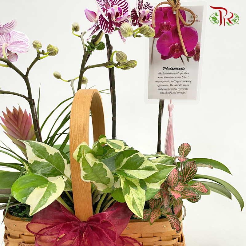 Basket Arrangement- Double Mini Phalaenopsis Orchid (Random Choose Colour) - Pudu Ria Florist