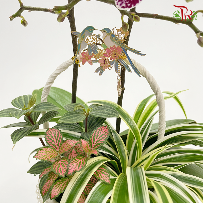 Basket Mini Phalaenopsis Orchid With Hanging Ornament (Random Choose Colour) - Pudu Ria Florist