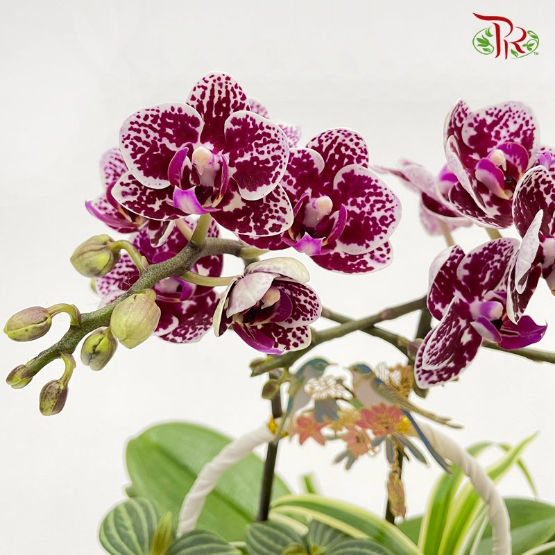 Basket Mini Phalaenopsis Orchid With Hanging Ornament (Random Choose Colour) - Pudu Ria Florist