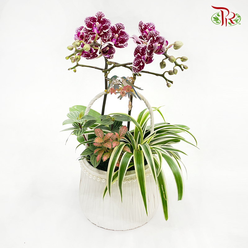 Basket Mini Phalaenopsis Orchid With Hanging Ornament (Random Choose Colour) - Pudu Ria Florist