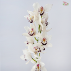 Cymbidium《兰花属》AAA