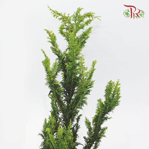 Oriental Arborvitae - (3 Stems)-Import-prflorist.com.my
