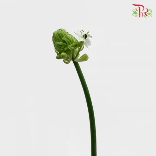Ornithogalum Arabicum (UFO) - (5 Stems)-Green-Netherland-prflorist.com.my
