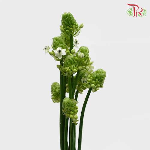Ornithogalum Arabicum (UFO) - (5 Stems)-Green-Netherland-prflorist.com.my