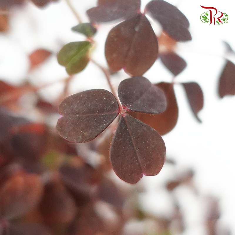 Oxalis Brown 《三角叶酢漿草》-Pudu Ria Florist-prflorist.com.my