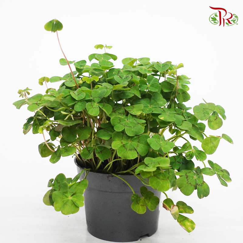 Oxalis Deppei  《铁十字酢浆草》