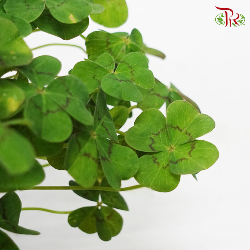 Oxalis Deppei  《铁十字酢浆草》