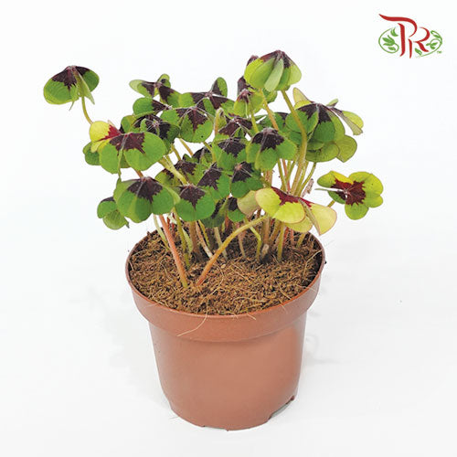 Oxalis Deppei《铁十字酢浆草》-Pudu Ria Florist-prflorist.com.my
