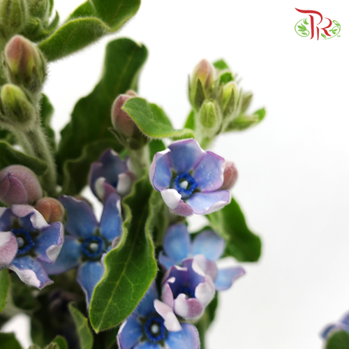 Oxypetalum Blue - (5 Stems)-Vietnam-prflorist.com.my