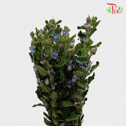 Oxypetalum Blue - (5 Stems)-Vietnam-prflorist.com.my