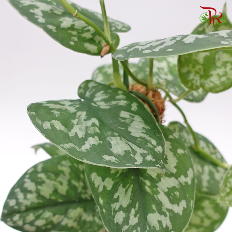 Scindapsus Pic Trebie - Pudu Ria Florist