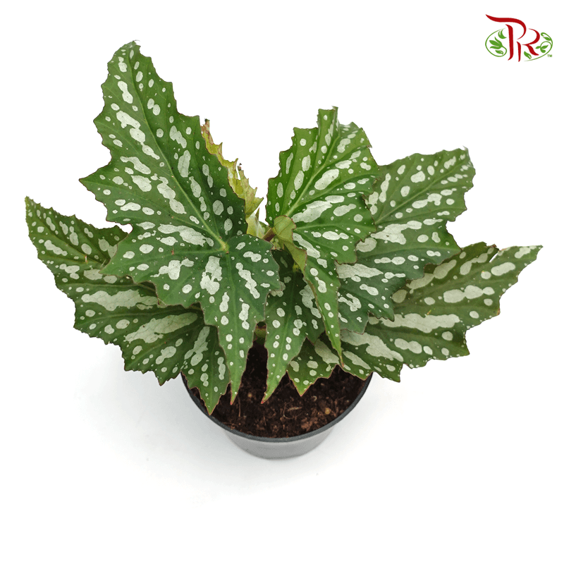 Begonia Cane Hybrid 《秋海棠》 - Pudu Ria Florist