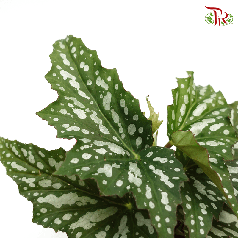 Begonia Cane Hybrid 《秋海棠》 - Pudu Ria Florist