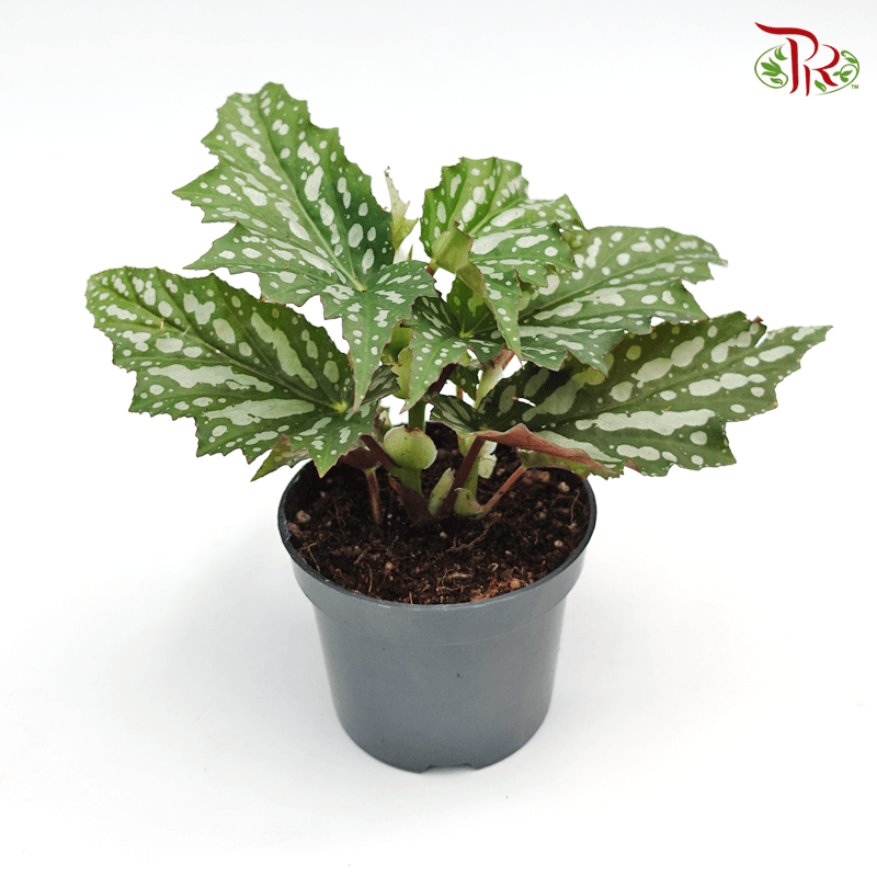 Begonia Cane Hybrid 《秋海棠》 - Pudu Ria Florist