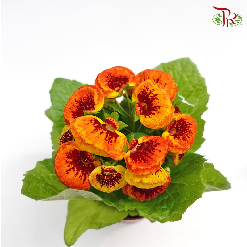 Calceolaria Hybriden  《蒲包花》 - Pudu Ria Florist