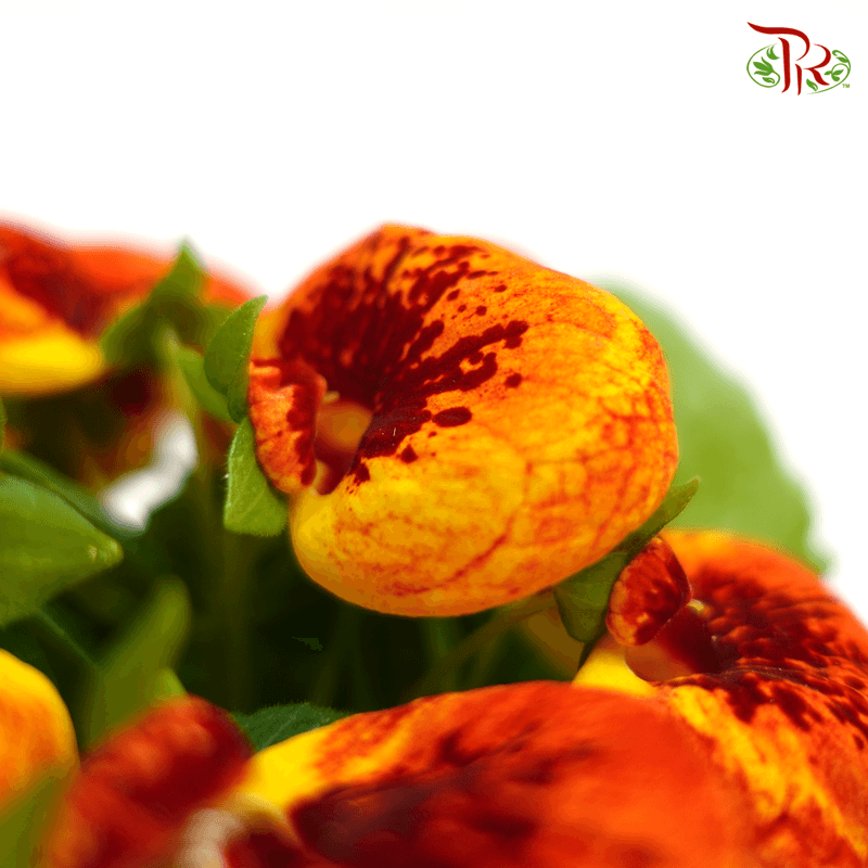 Calceolaria Hybriden  《蒲包花》 - Pudu Ria Florist