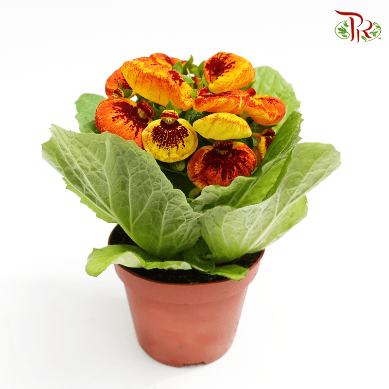Calceolaria Hybriden  《蒲包花》 - Pudu Ria Florist