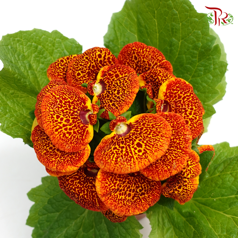 Calceolaria Hybriden  《蒲包花》 - Pudu Ria Florist