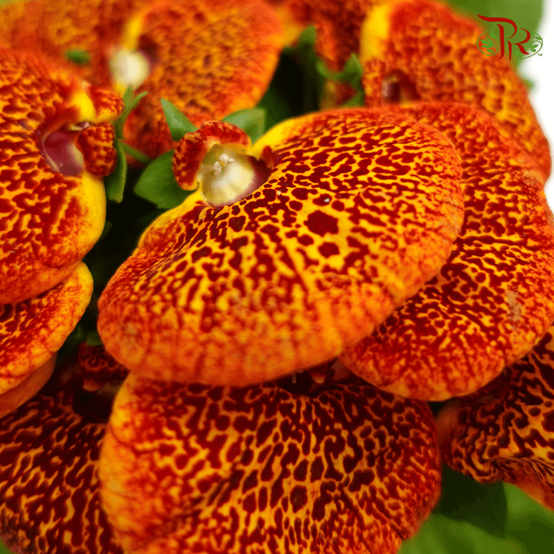 Calceolaria Hybriden  《蒲包花》 - Pudu Ria Florist