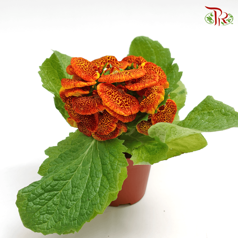 Calceolaria Hybriden  《蒲包花》 - Pudu Ria Florist