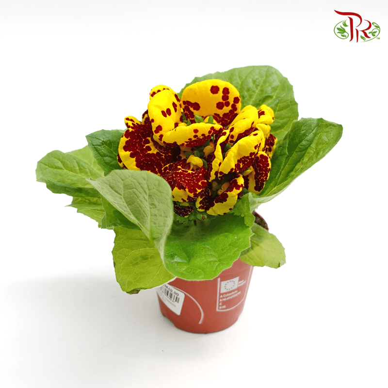 Calceolaria Hybriden  《蒲包花》 - Pudu Ria Florist