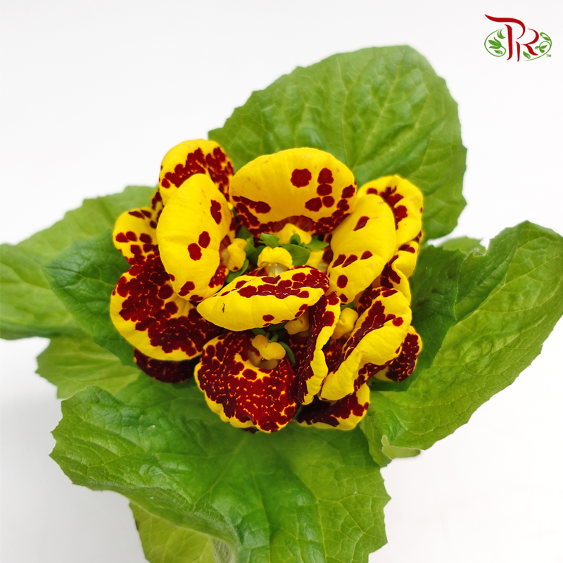 Calceolaria Hybriden  《蒲包花》 - Pudu Ria Florist
