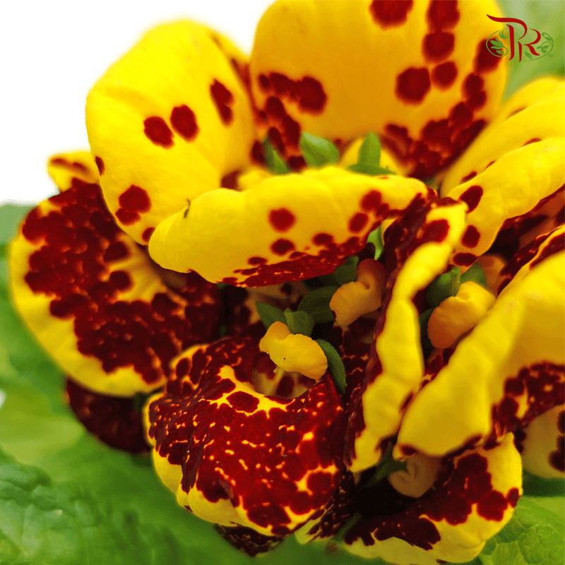 Calceolaria Hybriden  《蒲包花》 - Pudu Ria Florist