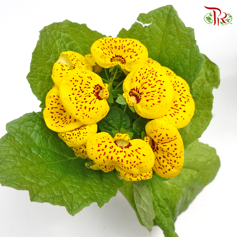 Calceolaria Hybriden  《蒲包花》 - Pudu Ria Florist