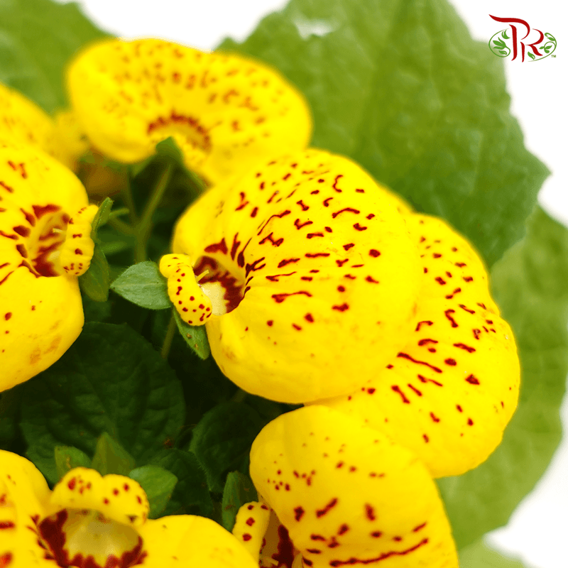 Calceolaria Hybriden  《蒲包花》 - Pudu Ria Florist