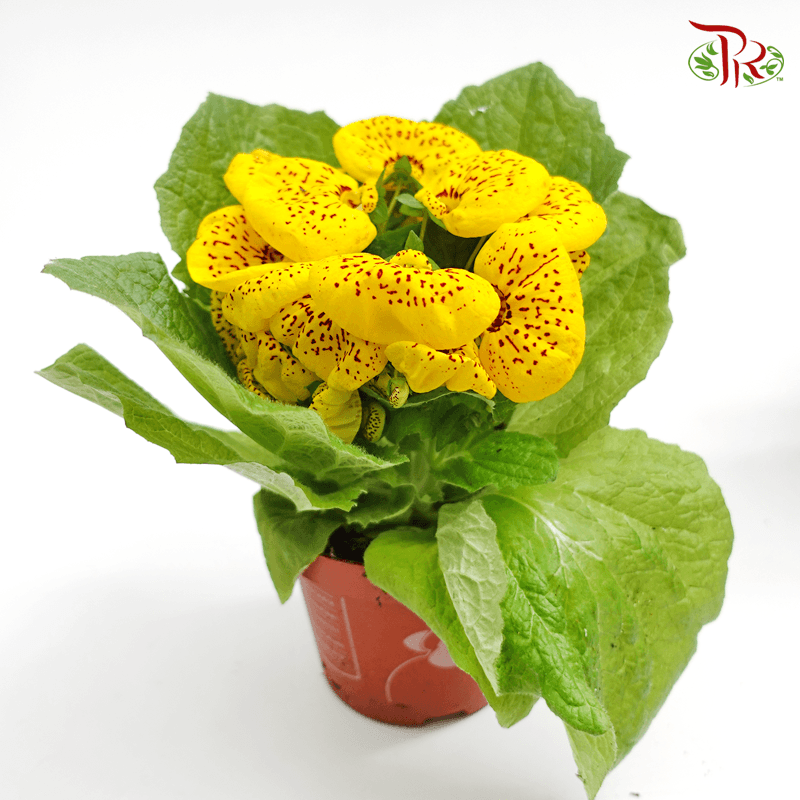 Calceolaria Hybriden  《蒲包花》 - Pudu Ria Florist