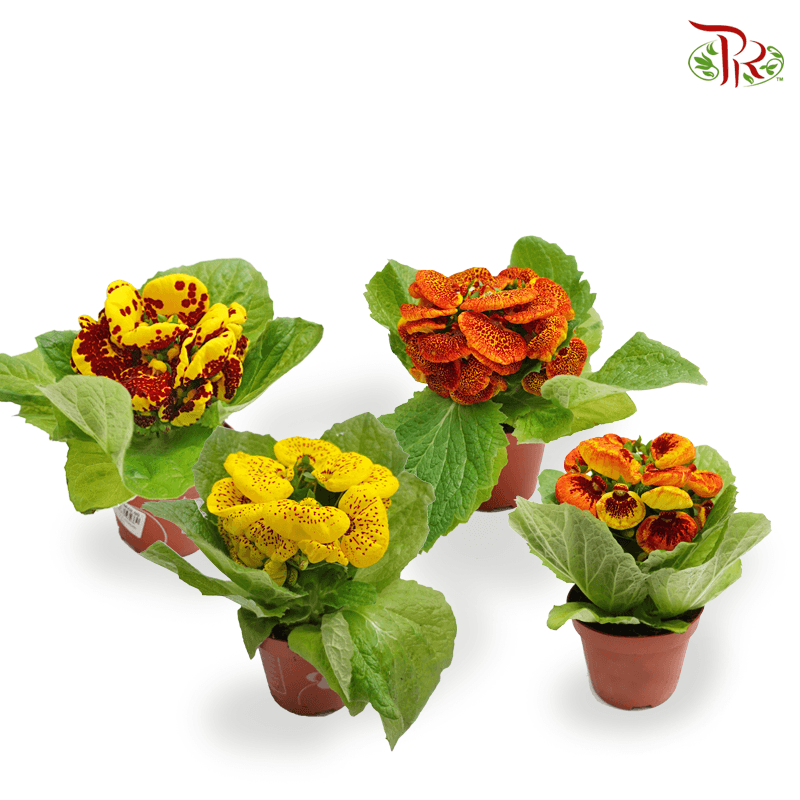 Calceolaria Hybriden  《蒲包花》 - Pudu Ria Florist