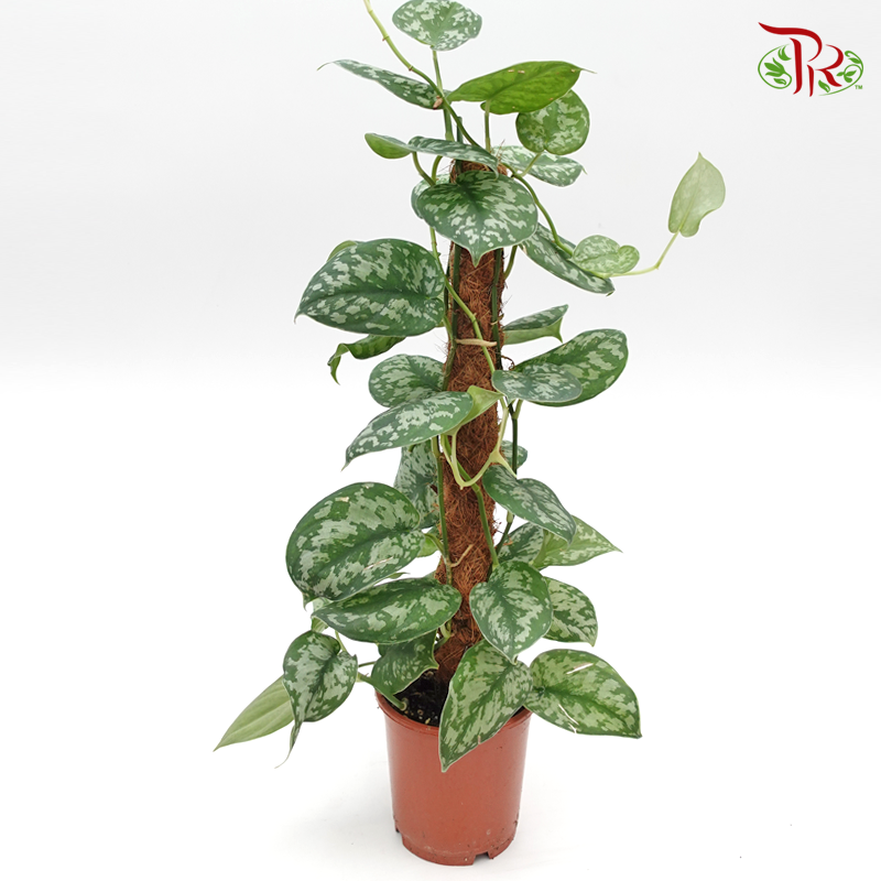 Scindapsus Pic Trebie - Pudu Ria Florist