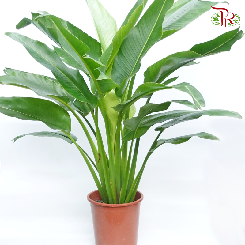 Ravenala Madagascariensis  《旅人蕉》 - Pudu Ria Florist