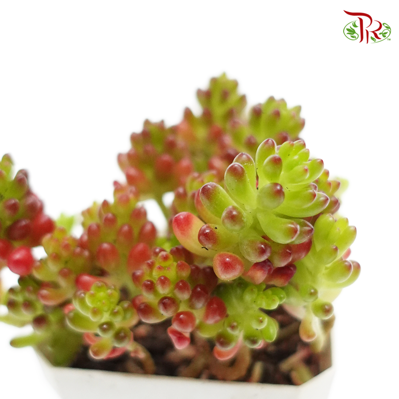 Succulent 多肉植物 - 《红浆果》 - Pudu Ria Florist