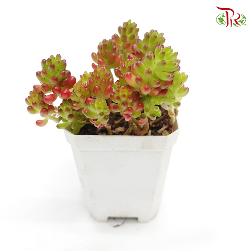 Succulent 多肉植物 - 《红浆果》 - Pudu Ria Florist