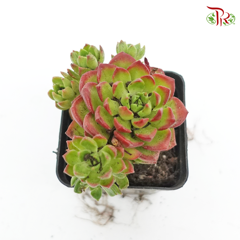 Succulent 多肉植物 - Sedeveria Letizia 《迪亚》 - Pudu Ria Florist