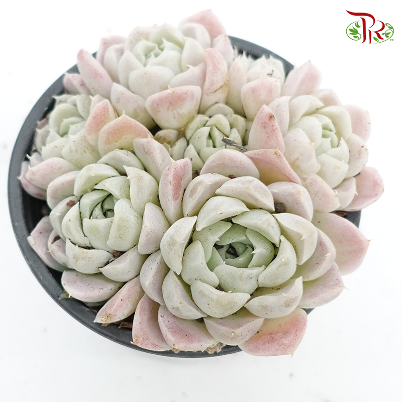 Succulent 多肉植物 - Echeveria Elegans Alba 《白月影》 - Pudu Ria Florist