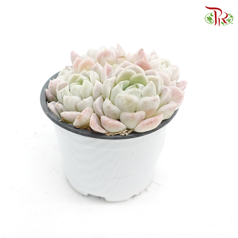 Succulent 多肉植物 - Echeveria Elegans Alba 《白月影》 - Pudu Ria Florist