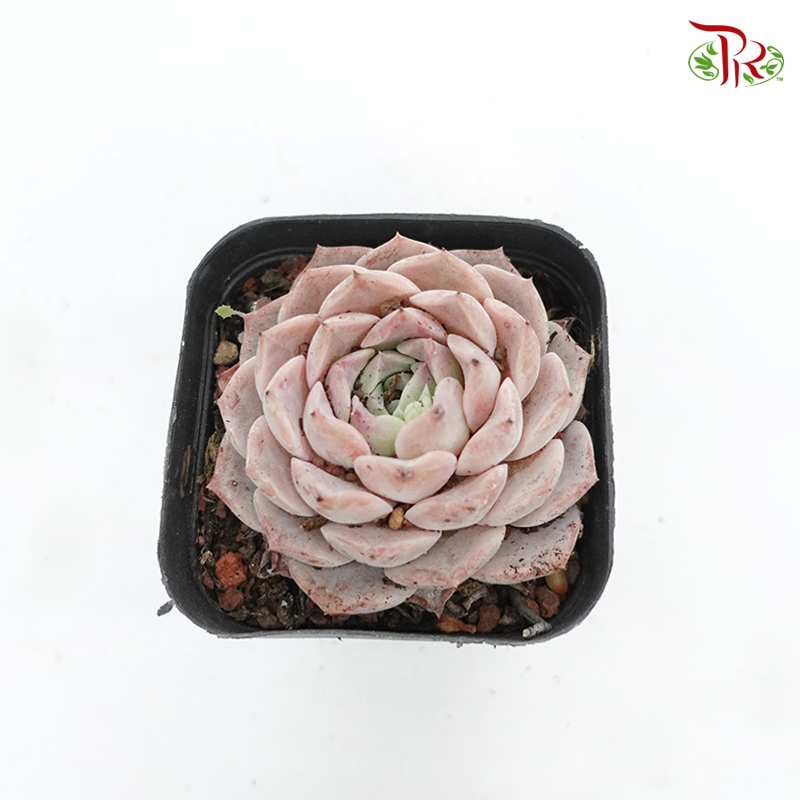 Succulent 多肉植物 - Amazing Grace 《恩宠》 - Pudu Ria Florist