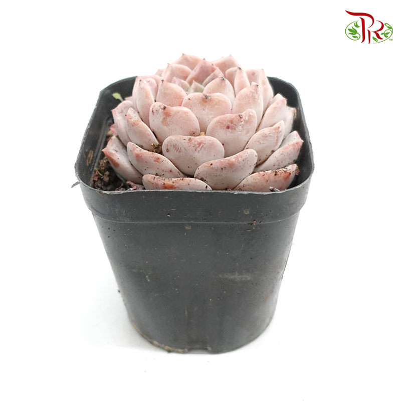 Succulent 多肉植物 - Amazing Grace 《恩宠》 - Pudu Ria Florist