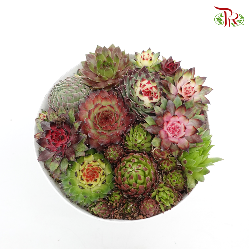 Succulent 多肉植物 - Sempervivium 《长生草》 D17 - Pudu Ria Florist