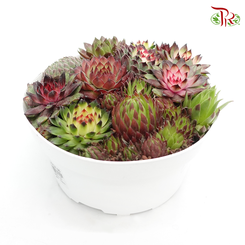 Succulent 多肉植物 - Sempervivium 《长生草》 D17 - Pudu Ria Florist