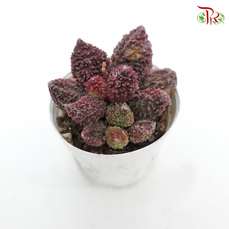 Succulent 多肉植物 - Adromischus Herrei 《朱紫玉》 - Pudu Ria Florist