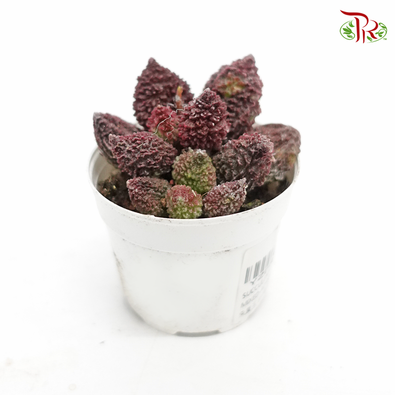 Succulent 多肉植物 - Adromischus Herrei 《朱紫玉》 - Pudu Ria Florist